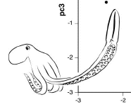 Octopus with extended ligula