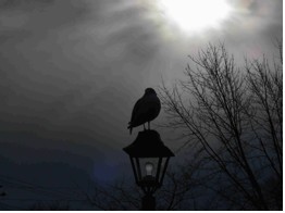 bird on lamppost