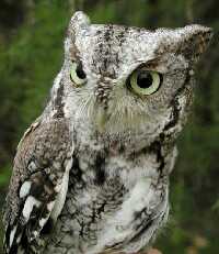 photo of eastern grey screen owl