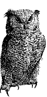 drawing of grey owl